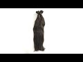 Indian Remy Human Hair Extensions, Virgin Uncoloured