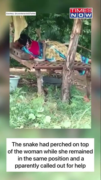Cobra Climbs Up On Woman; Apparently Seeks For Help | Viral Video | #shorts