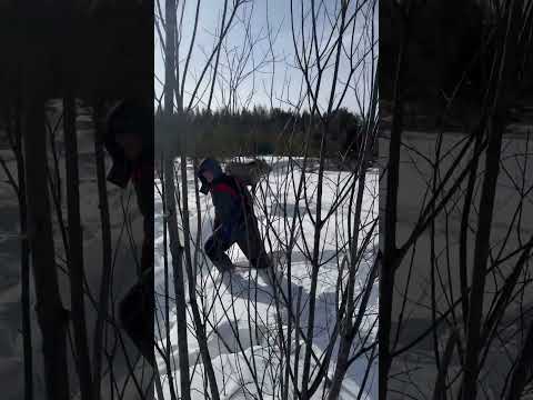 Вредная Соха😂🌲😍🫎 #сибирь #лесной #snow #животные #тайга ##лось #соха #север #лес #лосенок
