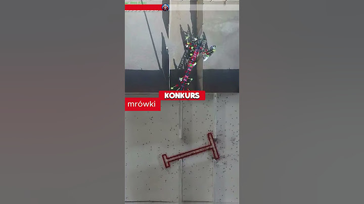 🐜 Ciekawy eksperyment pokazał, jak ludzie i mrówki radzą sobie z tym samym zadaniem.