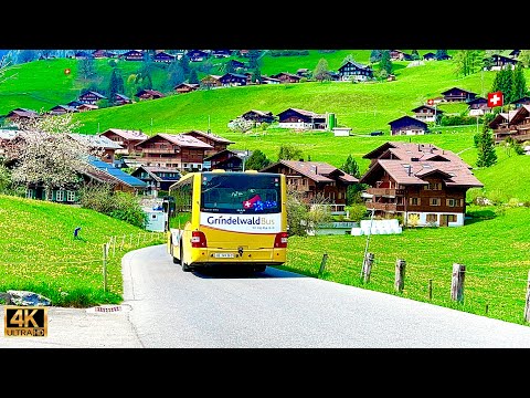 Grindelwald , Most beautiful village In Switzerland 🇨🇭 Dandelion Flowers !