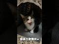 お喋りが止まらない猫 #shorts #子猫 #保護猫 #猫 #捨て猫 #catvideos #kittenが