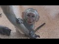 Monkey Baby in Mombasa, Kenya (Mar. 2023)　ケニア・モンバサのお猿の赤ちゃん