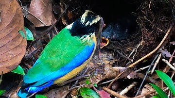 Bird Feeding Earthworm to New Baby Birds (5) – Blue-winged Pitta Chicks in the Nest (Ep44)