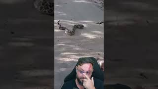 Homem picado por cobra cascavel #biologohenrique #animais #bichoesperto #biologo