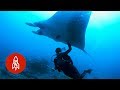 Swim With Manta Rays, the Ocean’s Peaceful Giants