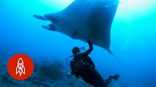 Swim With Manta Rays, the Ocean's Peaceful Giants
