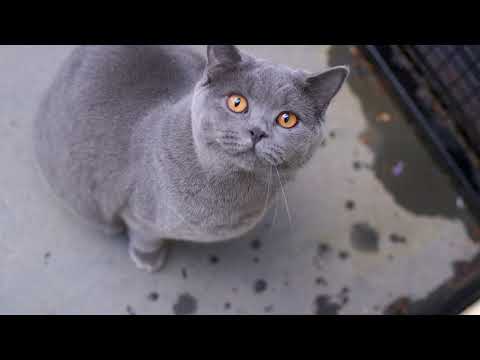 Video: Hoe Kattenplanken Te Bouwen