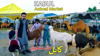 Eid Animal Market | Kabul Afghanistan | کابل کې د اختر مال منډوي