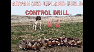 Advanced Upland Control  Drill-Field Trial Springer Spaniels. White pigeons with shot as temptation.