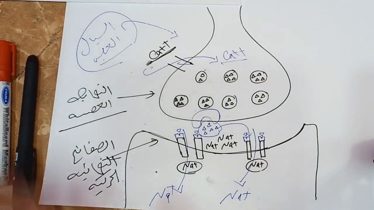 العضلي نكون الإرادي خلال القوة الانقباض من غير العضلية عملية القوة العضلية