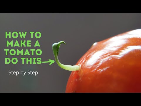 Video: Are My Tomato's Seeds Sprout - Information On Vivipary In Tomatoes