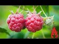 Making raspberry jam