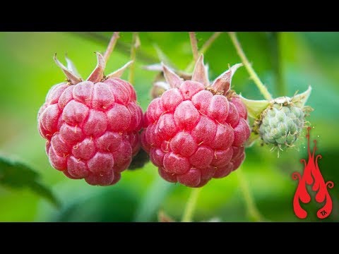 Video: Raspberry Jam Nrog Qhiav Thiab Cinnamon