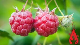 Making raspberry jam