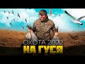 Охота на гуся | Калининград | весна 2022