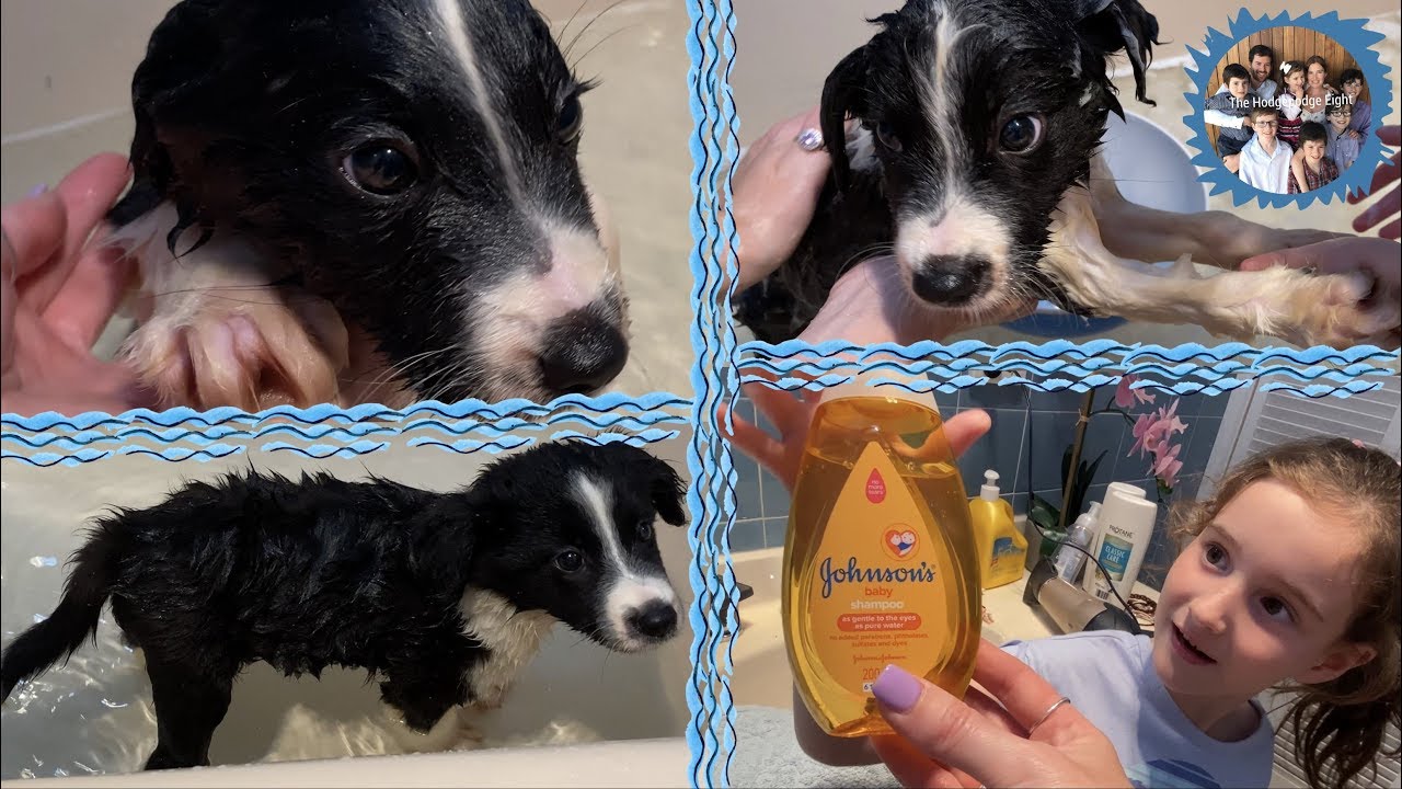 ПЕРВОЕ КУПАНИЕ ЩЕНКА