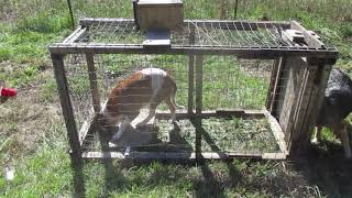 How to make a humane trap for a large variety of animals.  Coyote, fox, racoon, others.