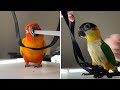 How to harness train your pet parrot
