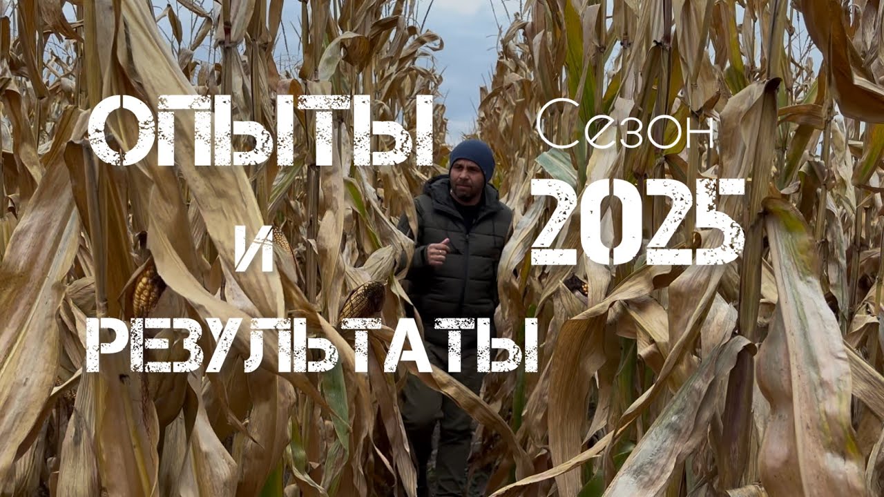 Кукуруза на зерно , результаты и опыты сезона 2025