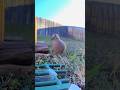 Hey, hey, hey! Morning Dove says hello! #birdfeeder #birds