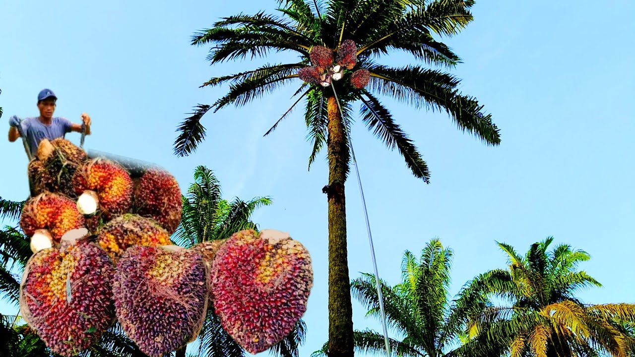Menakjubkan.! Panen Sawit Pokok Tinggi Buah Besar Dan Padat Upah Panen 1ton Rm.90
