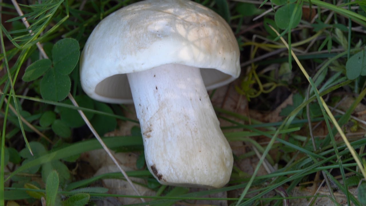Гриб святого Георгия 🍄 Calocybe gambosa