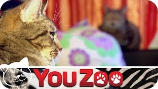 Tierinspektorin unterwegs │YouZoo by YouZoo 3,001 views 9 years ago 5 minutes, 49 seconds