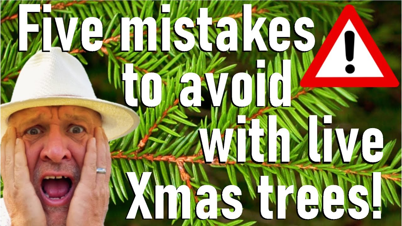 Пять ошибок, которых следует избегать при выборе живых новогодних елок