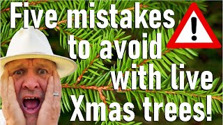 Five mistakes to avoid with live Christmas trees