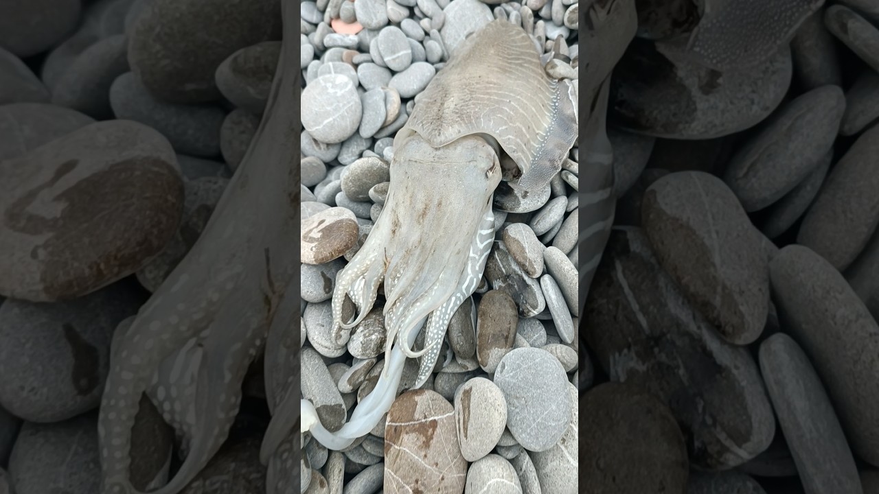 Seppione con il BLU ABISSO 🟦 Sukitoru InPesca | Tentacoli lunghi 