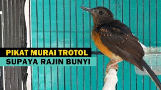 suara murai trotol jantan belajar bunyi ngeriwik ‼️ MP3 PIKAT burung MB anakan agar cepat GACOR lot