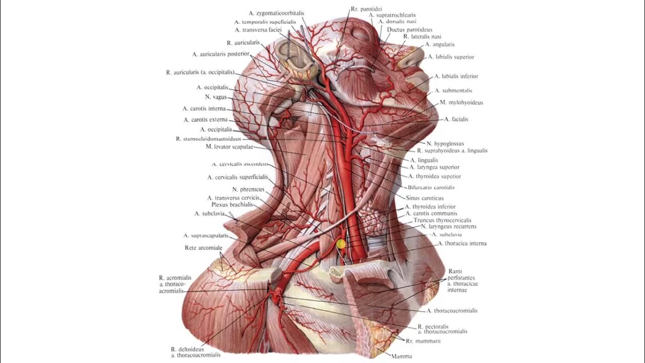 Наружная сонная артерия где