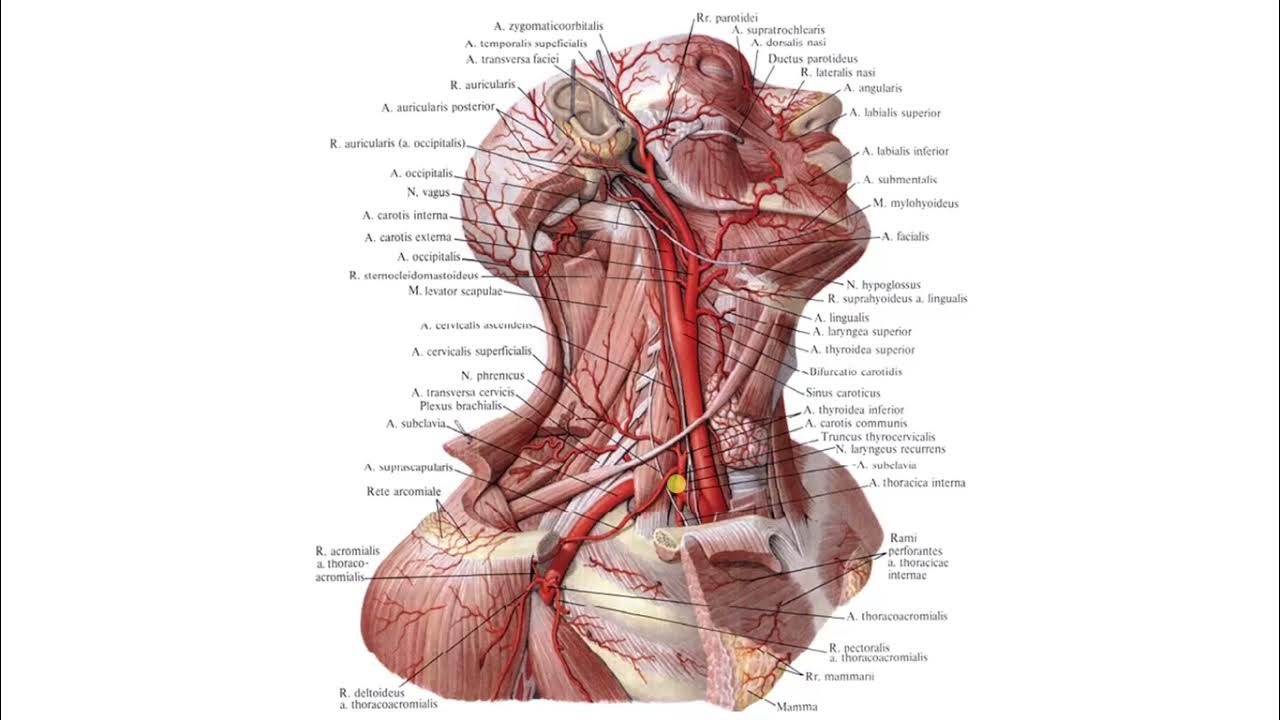 Где находится сонная артерия слева. Внутренняя Сонная артерия анатомия ветви. Внутренняя Сонная артерия топография ветви. Топографическая анатомия внутренней сонной артерии. Внутренняя Сонная артерия njugjuhfabz.
