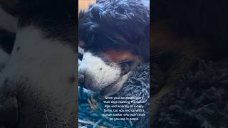 Bernese Mountain Dog Cannot Have a Nap in Peace #shorts
