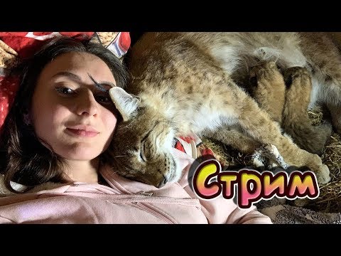 Рысята в прямом эфире! / Стрим от  29 июня 2019 г. - Рысята в прямом эфире! / Стрим от  29 июня 2019 г.