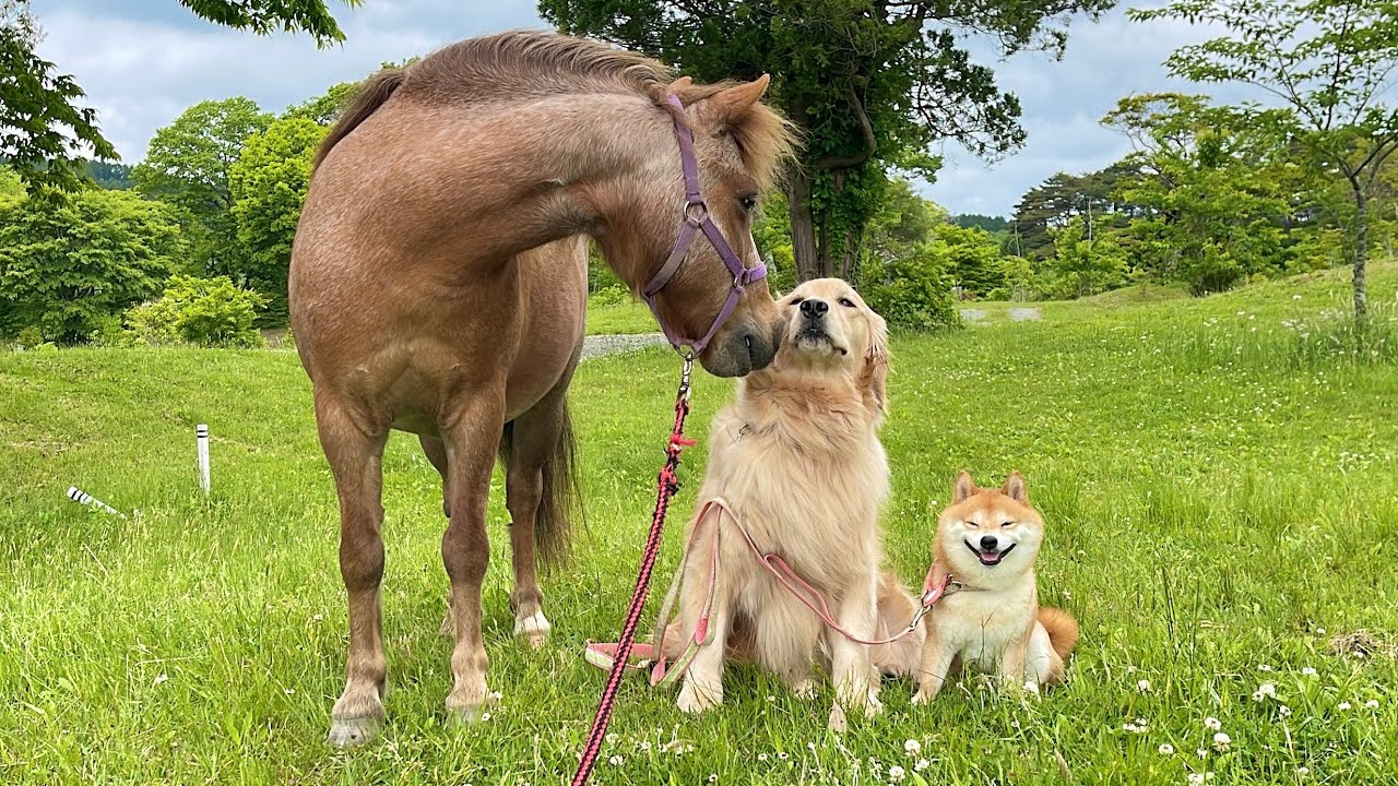 種族を超えた仲のよさを見せるゴールデンレトリバー達が愛おしすぎました...