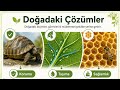 Doğadan İlham Alan Tasarımlar (Yeni MÜfredat)