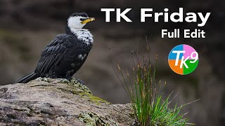 TK FRIDAY Pied Morph (FULL EDIT) Plus: Working With the New TK Selection Brush