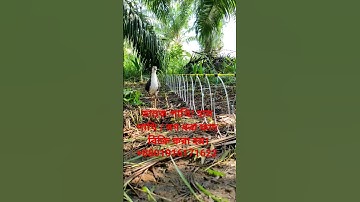 waterhen dahuk bird trap.ruak ruak bird trap handing.kalim bird trap handing.#dahukpakhi