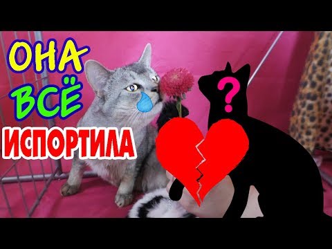 Видео: НЕУДАЧНОЕ ПЕРВОЕ СВИДАНИЕ СЛАДУНА! КИСА МИЛКА ВСЕ ИСПОРТИЛА!!!