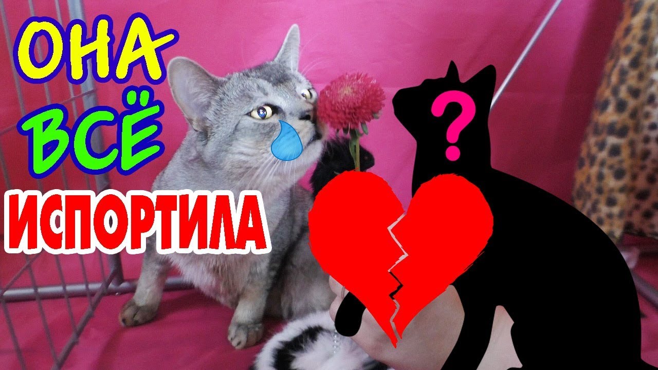 Камаз киса приносит тапочки Камаз киса приносит тапочки