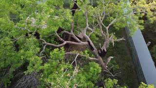 Bear Cubs in the Tree Tops