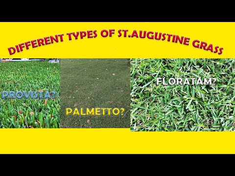 Video: Kokia šv. Augustino žolė tinkamiausia šešėliui?
