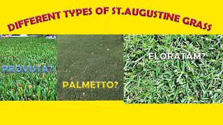 What Is Best Type Of St. Augustine Grass?!? Bitterblue/Classic/Floratam/Palmetto/Raleigh/Provista