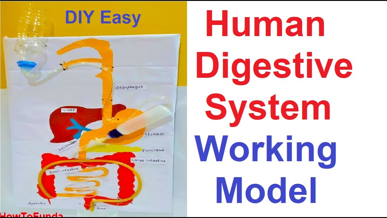 the digestive system homework