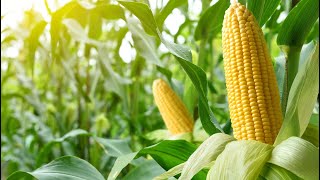 Selective Herbicides for Grains: Boost Your Crop Yield Safely