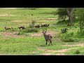 Waterbuck Walks Near Large Pack of Wild Dogs in Kruger