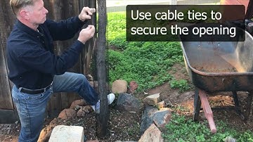 Protect tree trunk from deer