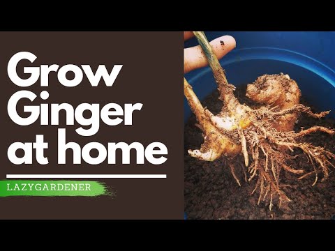 Video: Container Grown Ginger - Come coltivare lo zenzero in una pentola